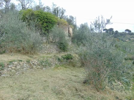 Vallebona land with rustic for sale
