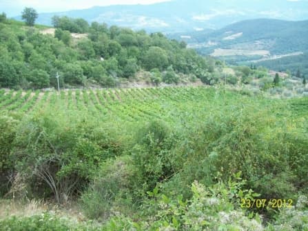Greve In Chianti